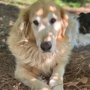 Meet your Posher, Kinleigh